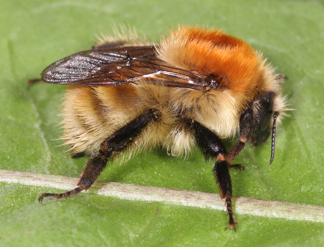 Bombus humilis BWARS